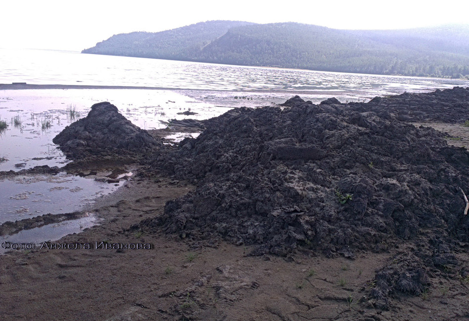 Кучи гниющих водорослей на берегу бухты Сеногда. Фото: А. Иванов