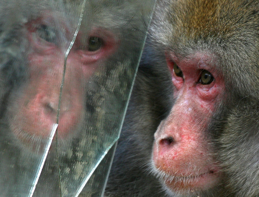 Фото: Laszlo Balogh / REUTERS