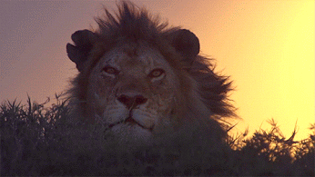 11dc4ecaed18.gif