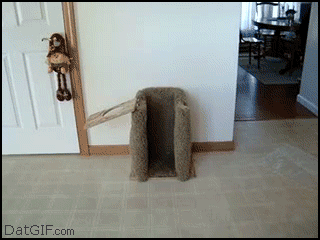 5c766f7f1942.gif