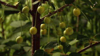 784e4c3e2633.gif