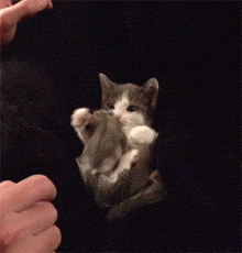 8c102d346b07.gif