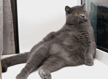 ab3978461257.gif