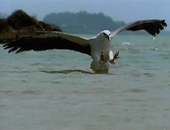 e62676b0cdd2.gif
