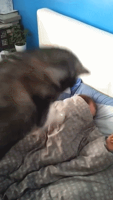 1b2dc684151b.gif