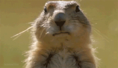 d5c210ad3c46.gif