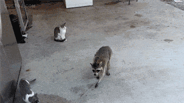 6c0cb9e72910.gif